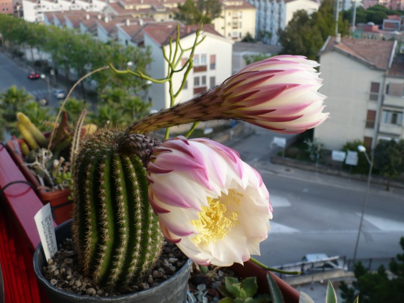 Trichocereus schickendantzii 