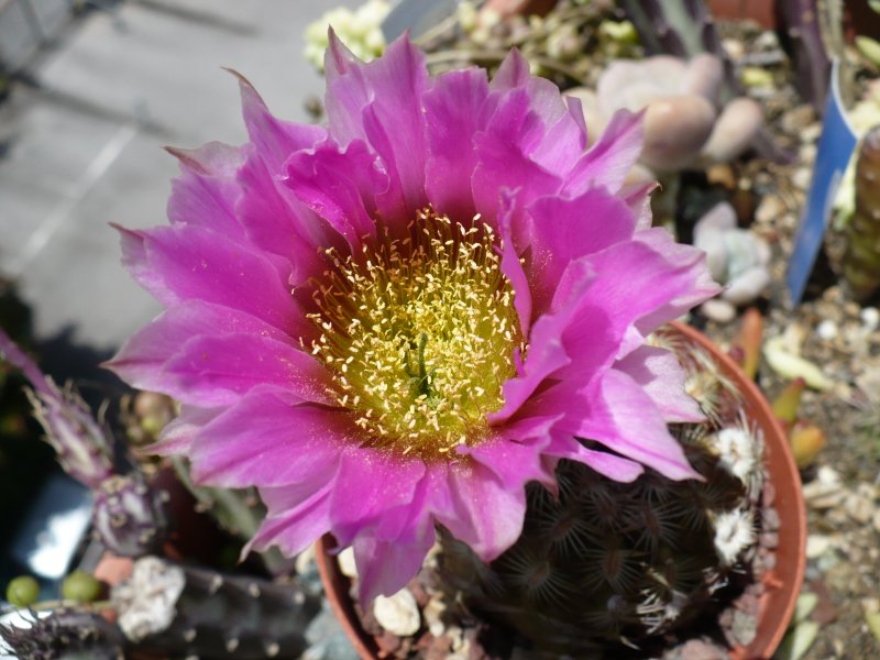 Echinocereus reichenbachii x rigidissimus 