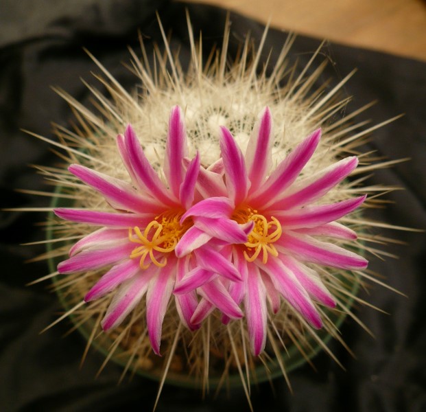 Thelocactus mcdowellii 