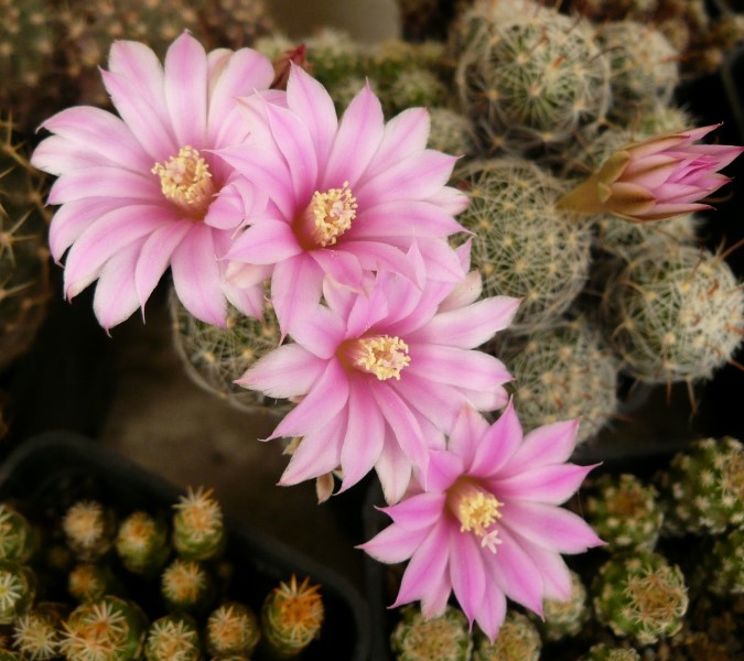 Mammillaria longiflora 