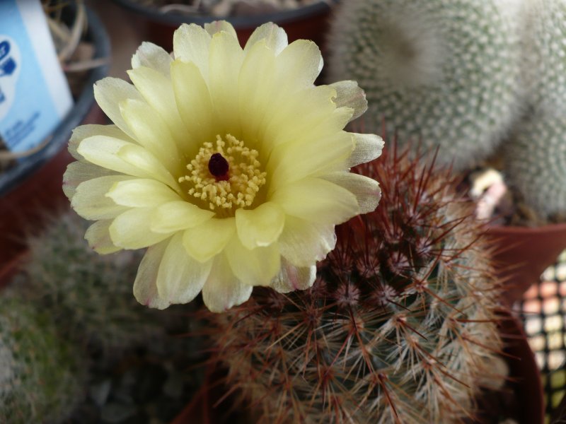 Parodia schlosseri 