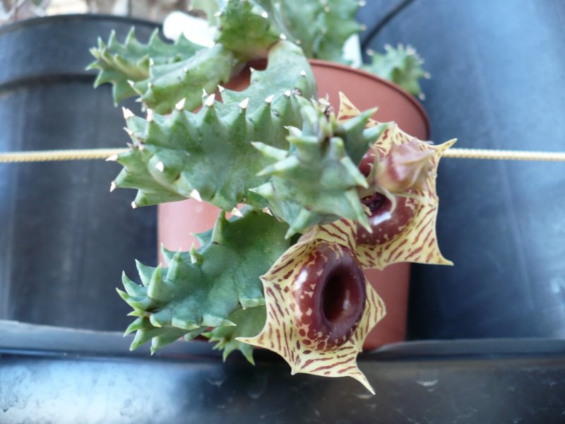 Huernia zebrina 