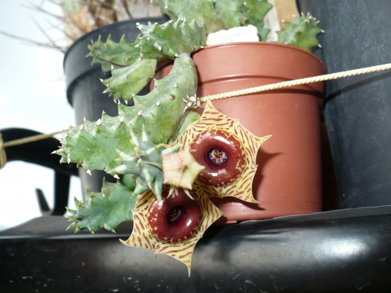 Huernia zebrina 