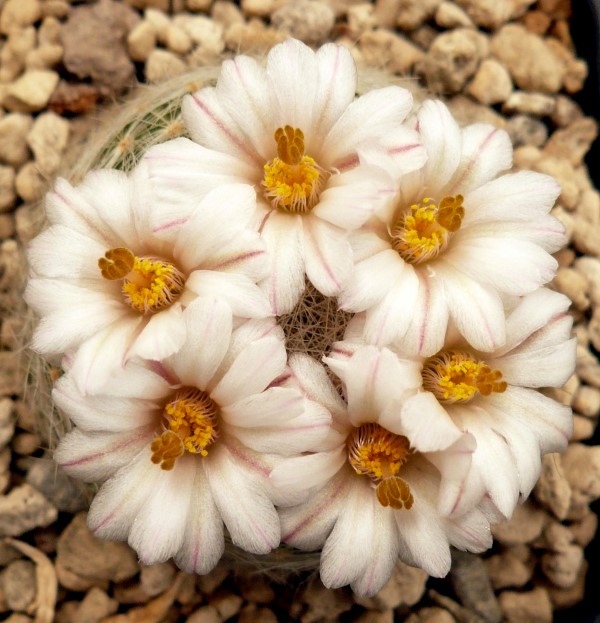Mammillaria lenta RS 410