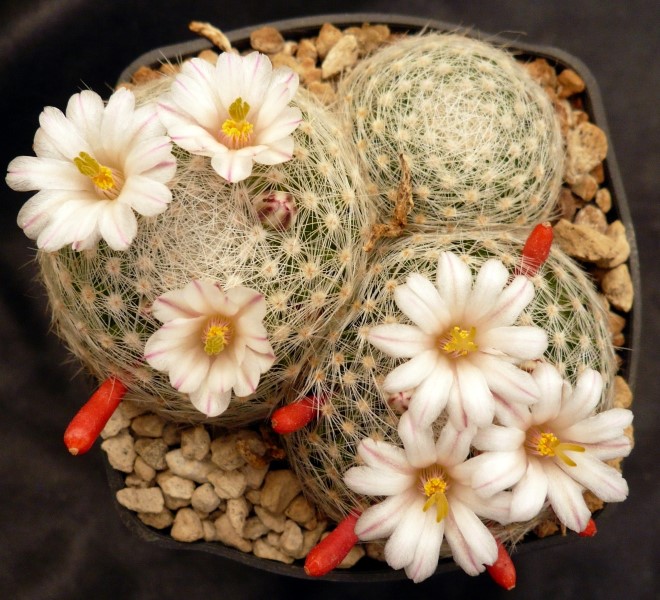 Mammillaria lenta 