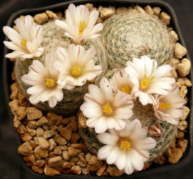 Mammillaria lenta 