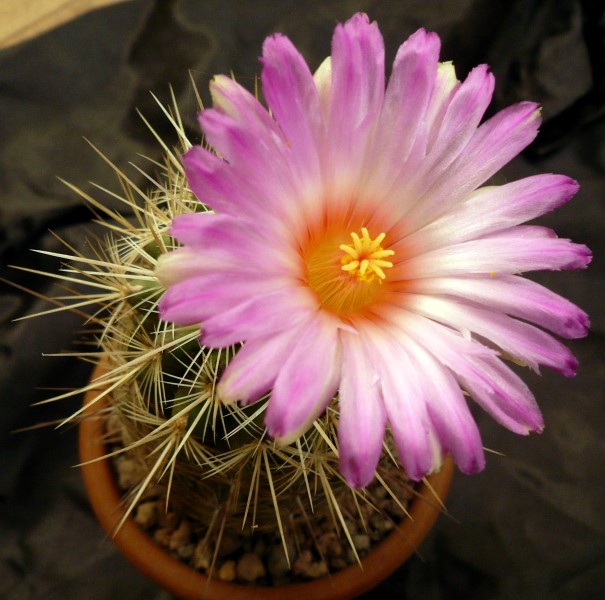 Thelocactus bicolor ssp. bolaensis 