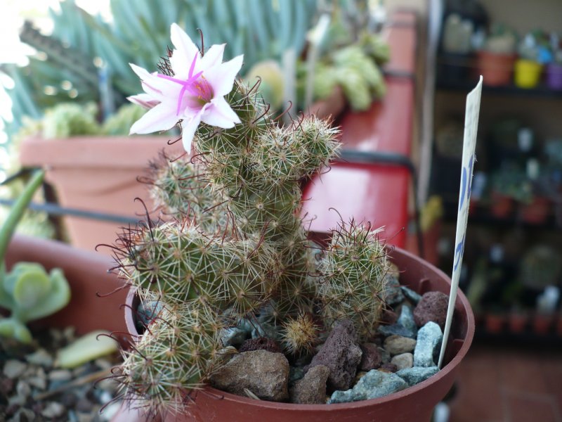 Mammillaria thornberi ssp. yaquensis REPP 2118