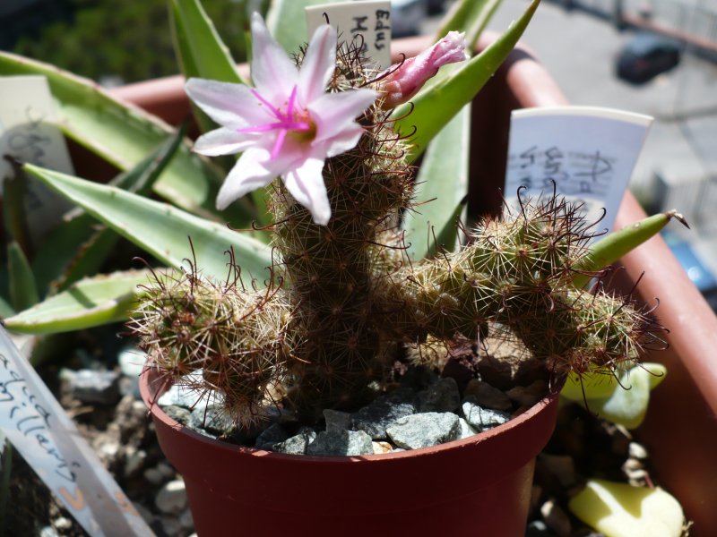 Mammillaria thornberi ssp. yaquensis REPP 2118