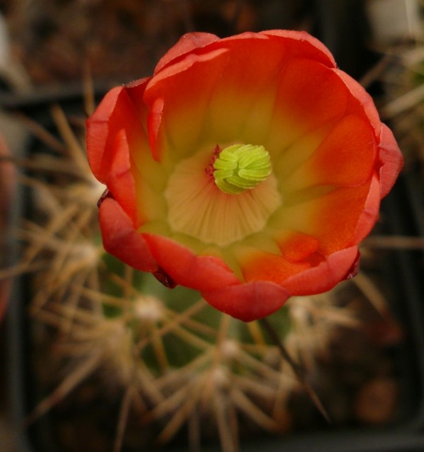 Echinocereus coccineus ssp. roemeri 