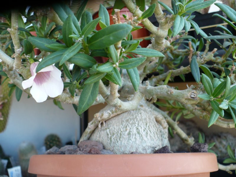 Pachypodium bispinosum 