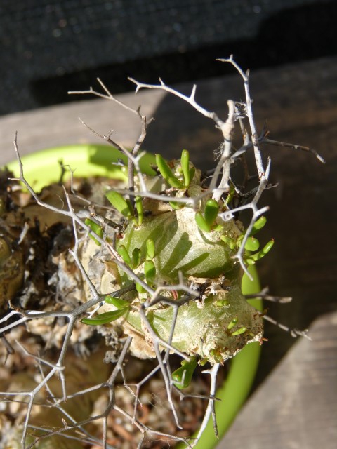 Tylecodon reticulatus  