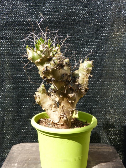 Tylecodon reticulatus  