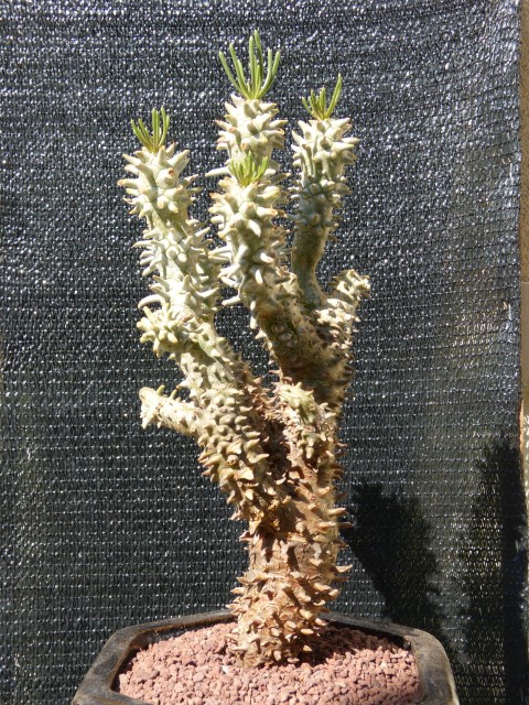 Tylecodon wallichii  