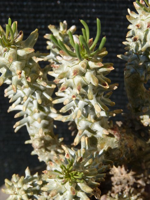 Tylecodon wallichii  