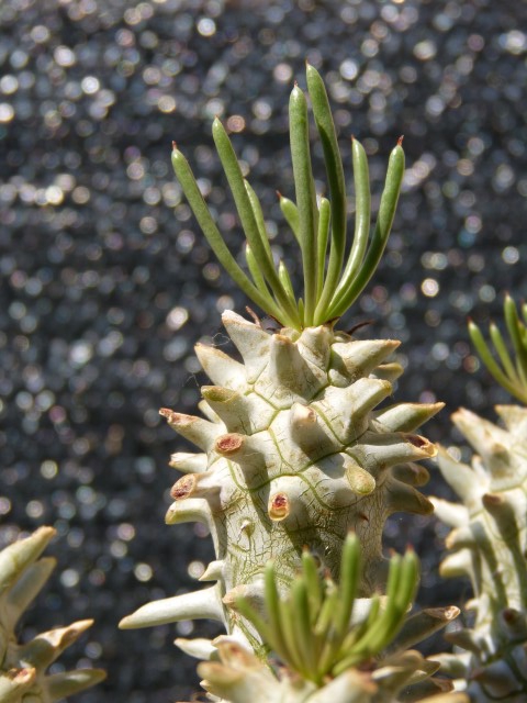 Tylecodon wallichii  