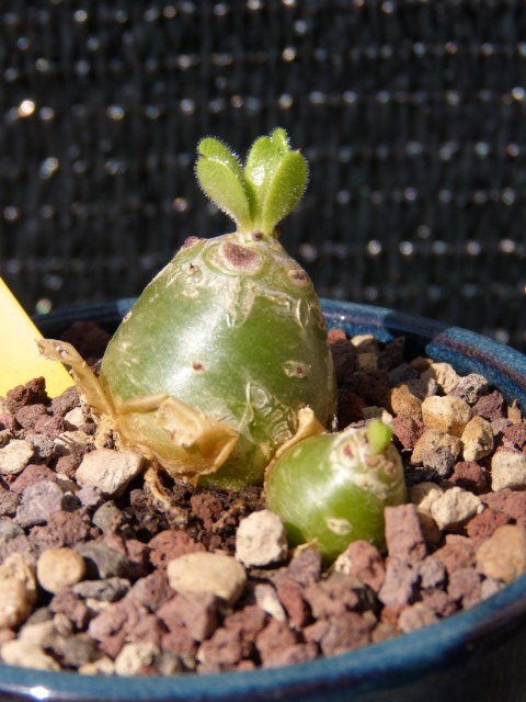 Tylecodon paniculatus  