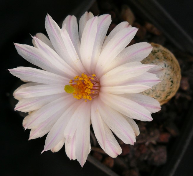 Mammillaria albiflora 