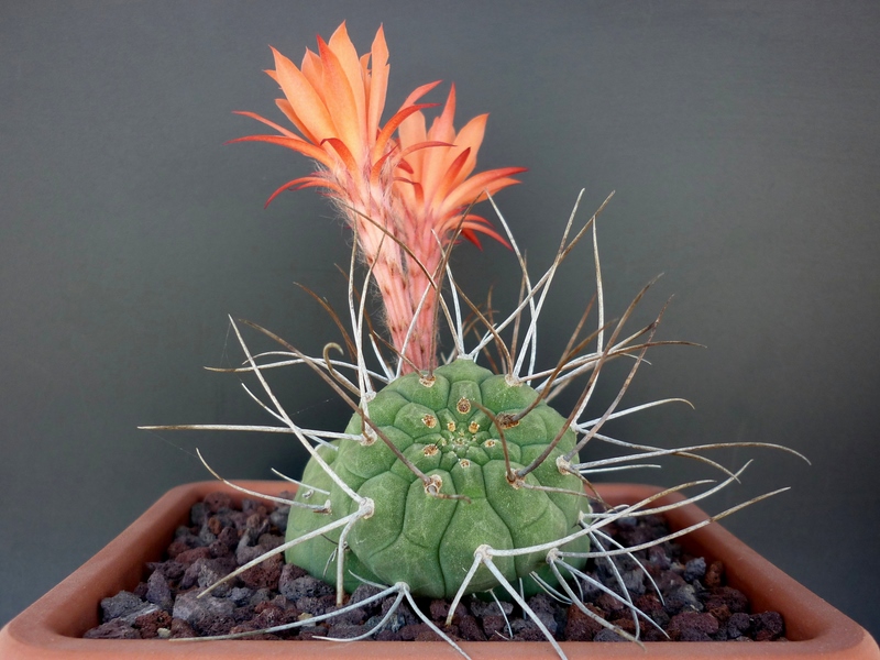 Matucana madisoniorum 