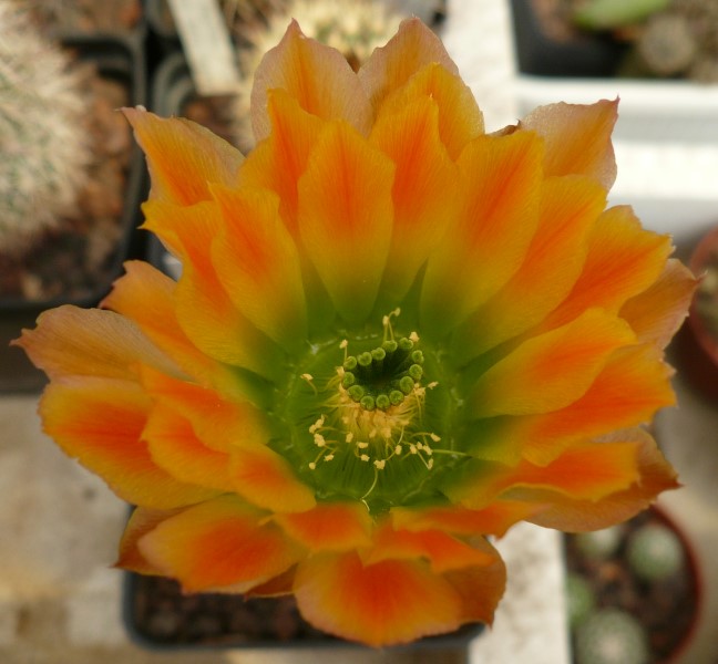 Echinocereus ctenoides 