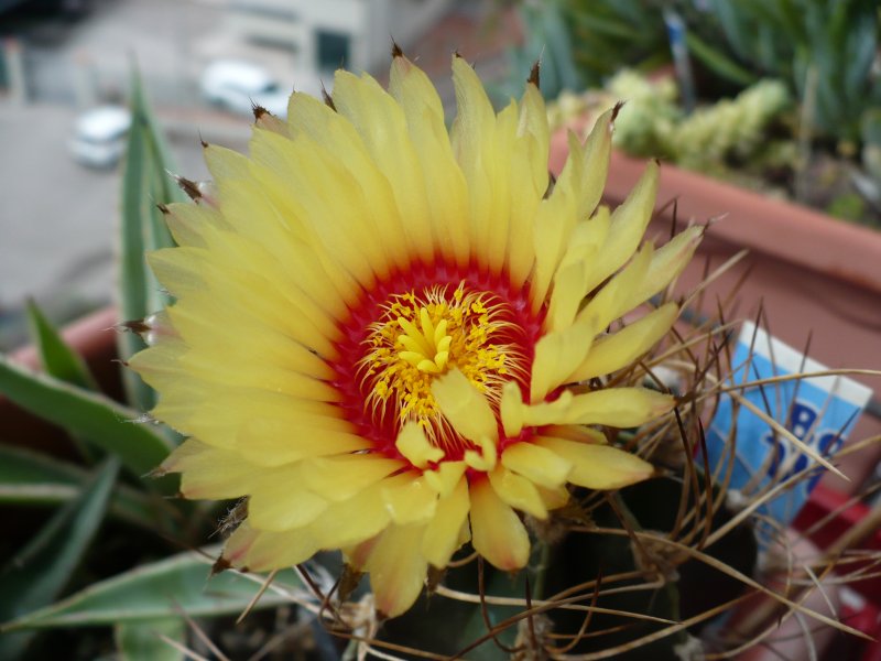 Astrophytum senile v. aureum 