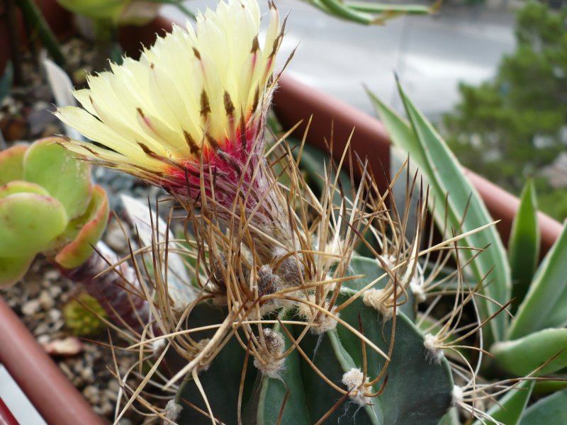 Astrophytum senile v. aureum 