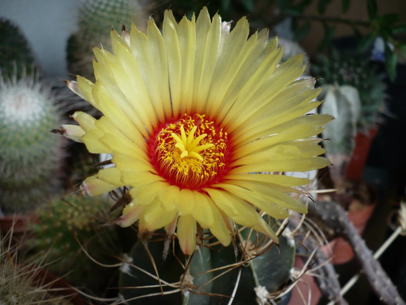 Astrophytum senile v. aureum 