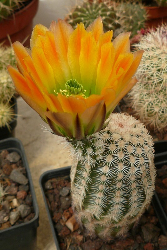 Echinocereus  ctenoides 