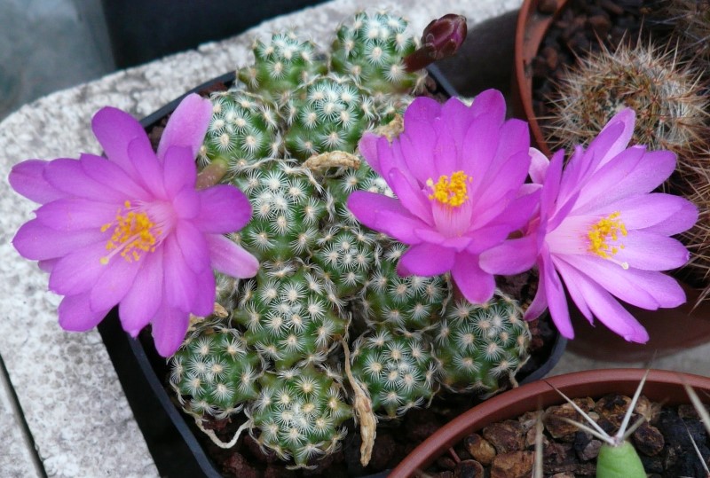 Mammillaria saboae 