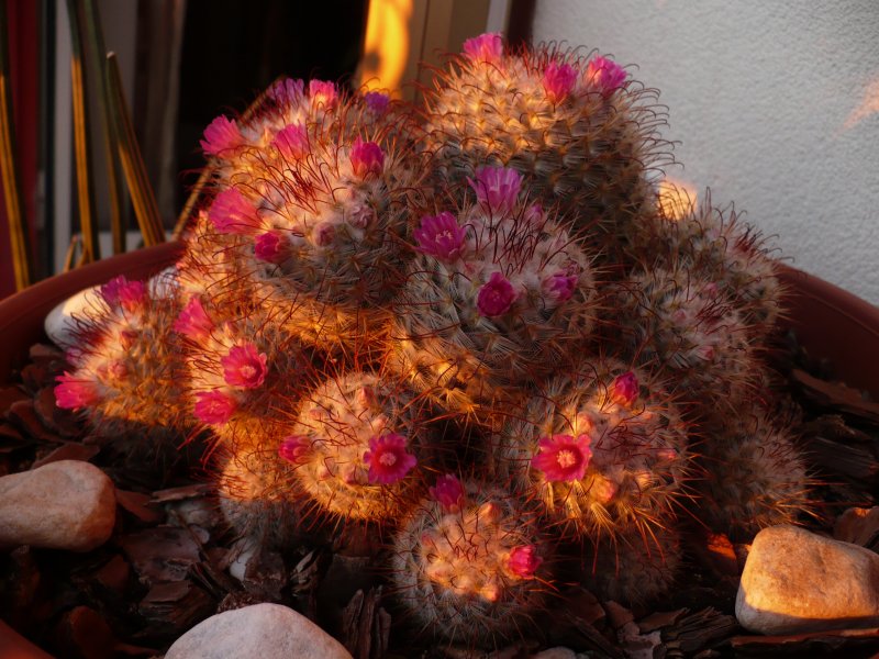 Mammillaria bombycina 