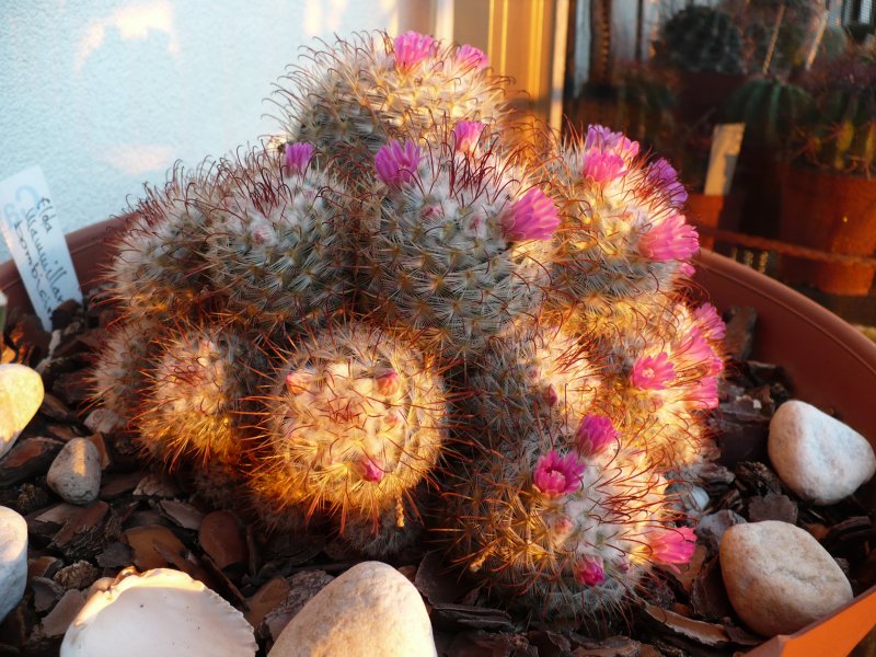 Mammillaria bombycina 