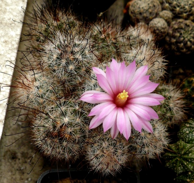 Mammillaria tetrancistra 