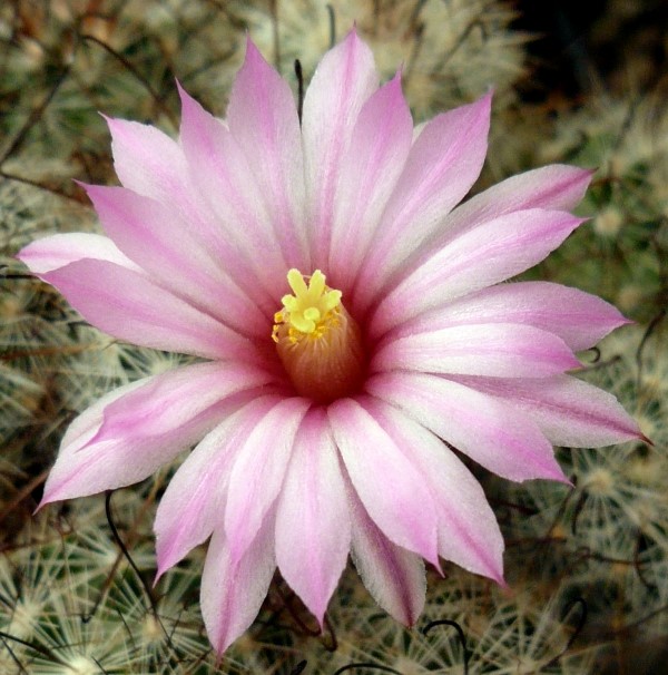 Mammillaria tetrancistra 