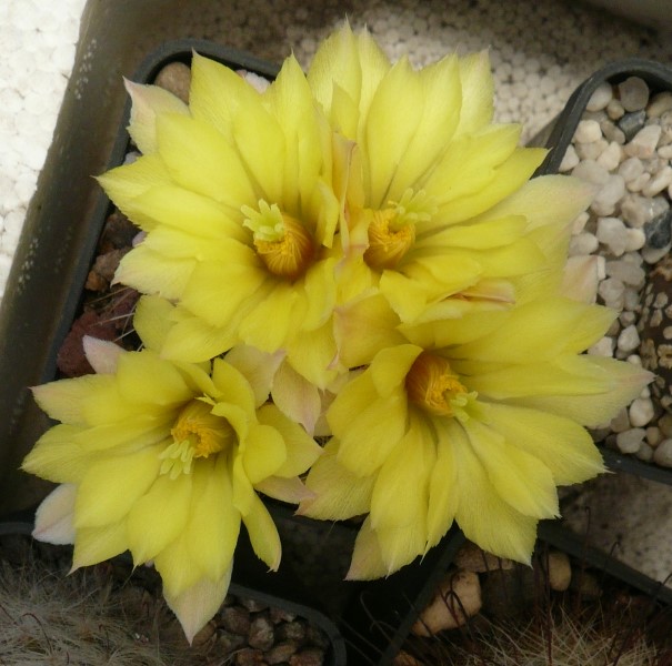 Mammillaria sphaerica 
