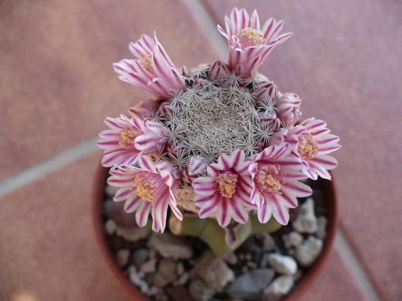 Mammillaria hermosana 