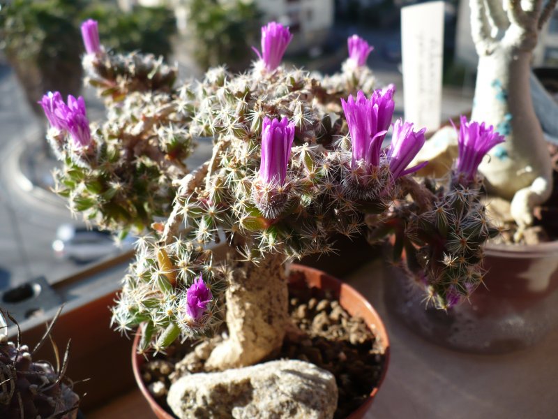 Trichodiadema densum  