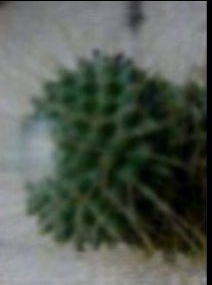 Mammillaria  