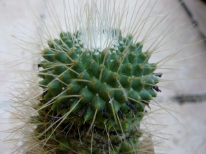 Mammillaria  