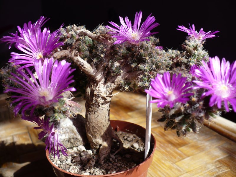 trichodiadema densum