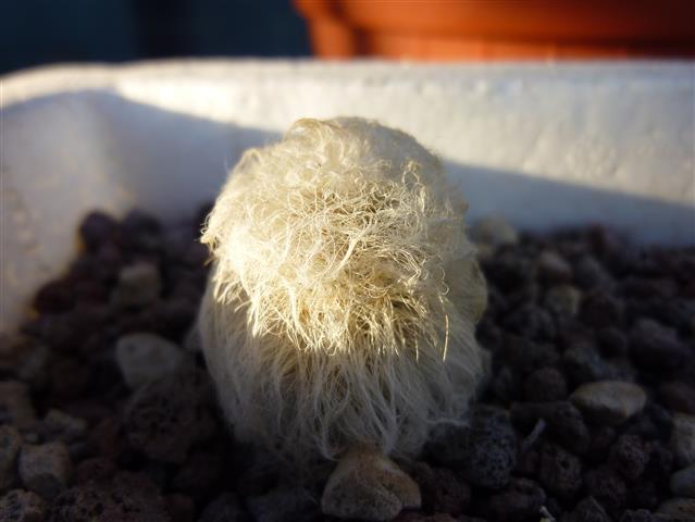 Echinocereus  viridiflorus ssp. canus 