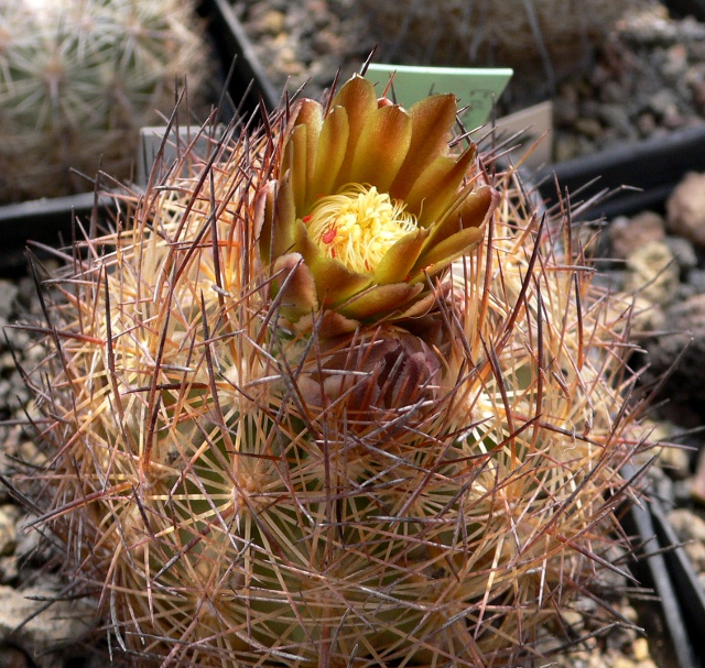 echinomastus unguispinus v. durangensis