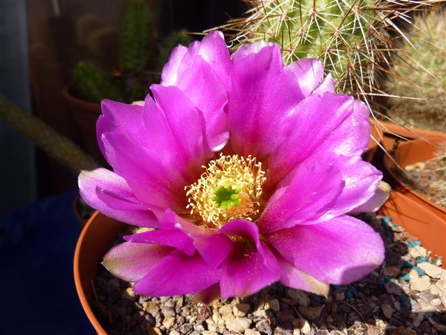 Echinocereus apachensis 