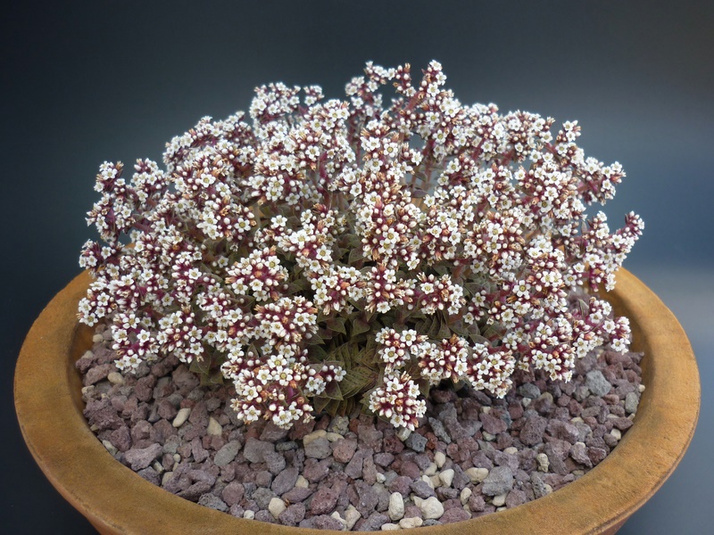 Crassula exilis ssp. picturata 