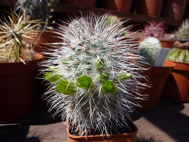 Echinocereus  viridiflorus ssp. canus 