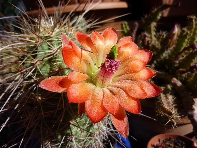 Echinocereus coccineus 