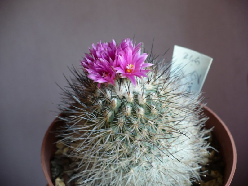 Turbinicarpus viereckii 