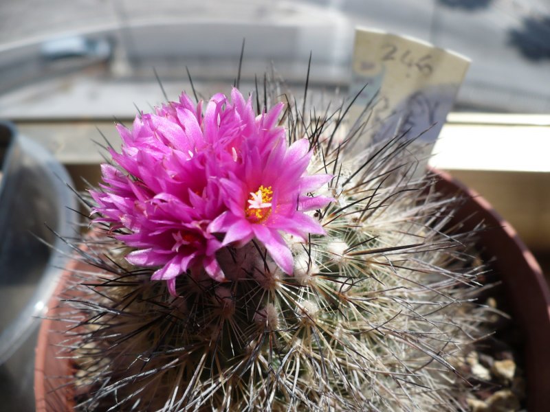 Turbinicarpus viereckii 