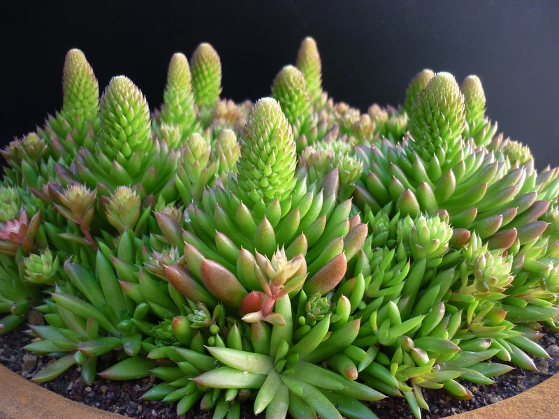 orostachys erubescens