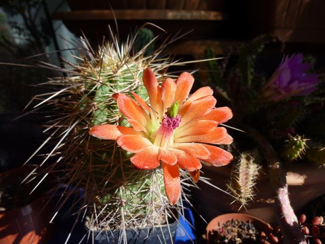 Echinocereus coccineus 