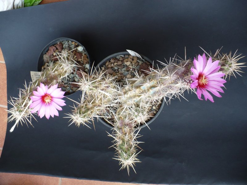 Echinocereus  brandegeei 